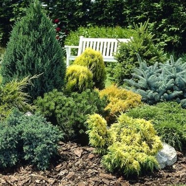dwarf-conifer-garden-design-nursery-conifers-for-containers-uk