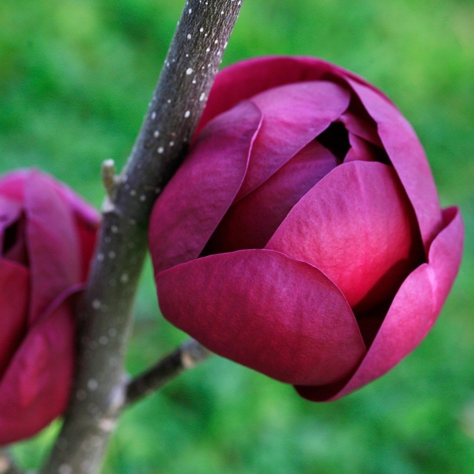 Magnolia "Black Tulip" - магнолия "Black Tulip". 