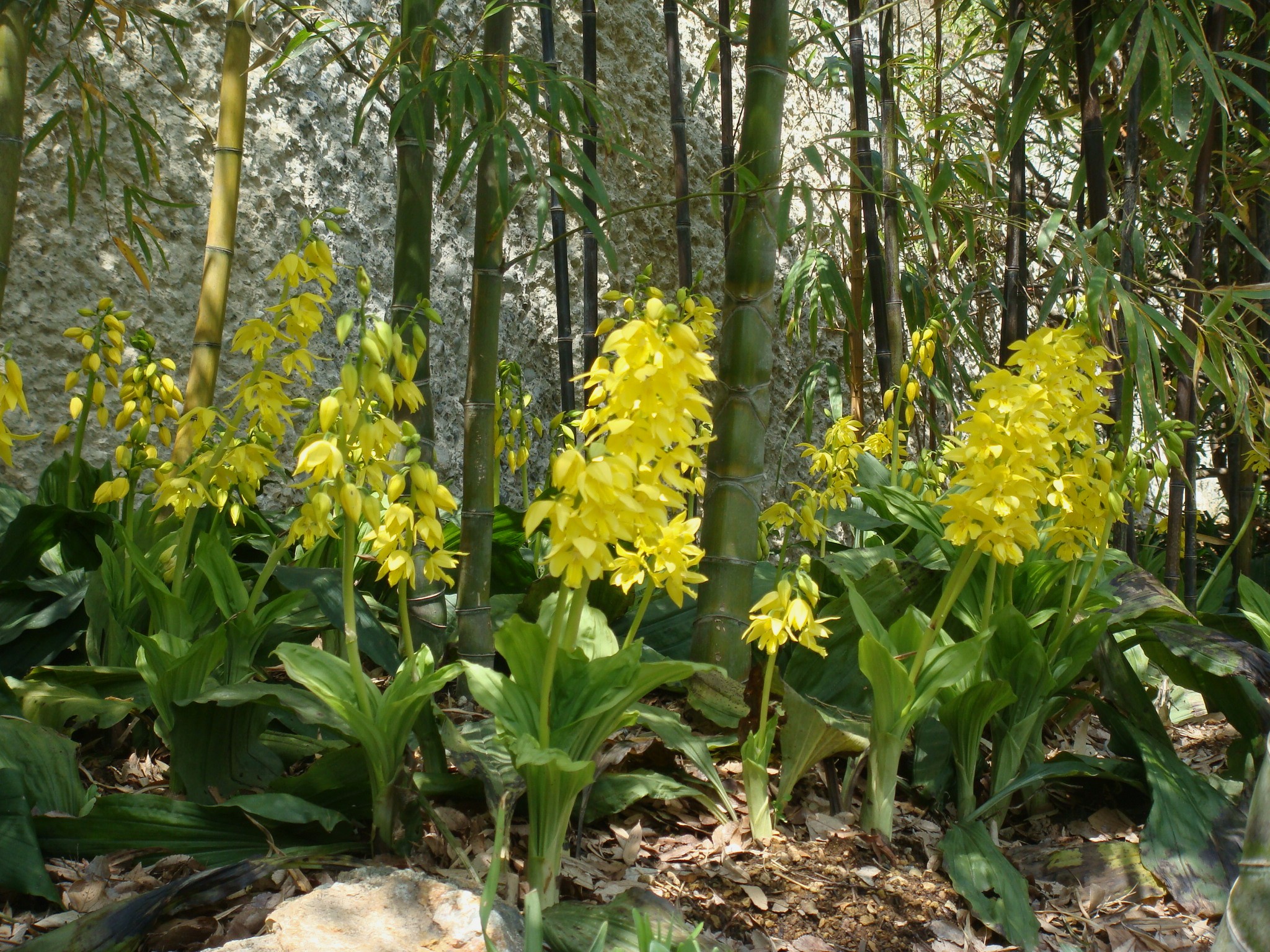 Садовые орхидеи: CALANTHE SIEBOLDII-КАЛАНТА ЗИБОЛЬДА