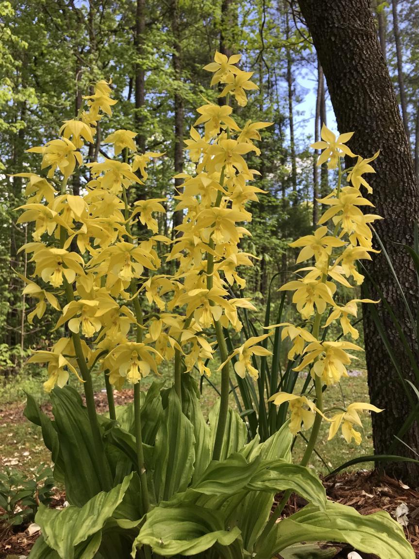 Садовые орхидеи: CALANTHE SIEBOLDII-КАЛАНТА ЗИБОЛЬДА