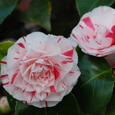 105-1-camellia_lavinia_maggi