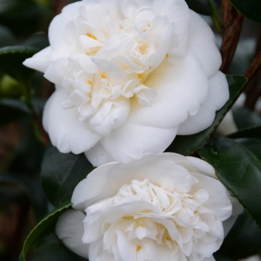 151-1-camellia_nobilissima