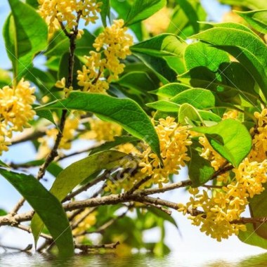 88463510-blooming-osmanthus-fragrans-and-water-reflection-landscape
