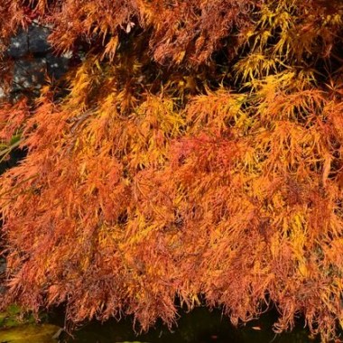 Acer_palmatum_Dissectum_autumn