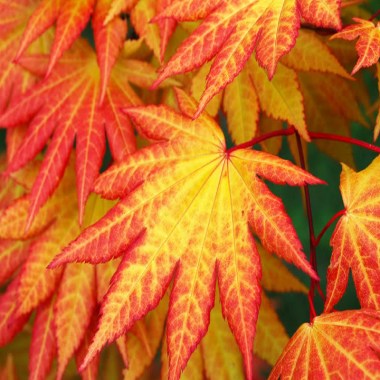 Autumn-Moon-Japanese-Maple-Acer-shirasawanum-Autumn-Moon