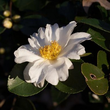 Camellia-winters-hope--rachelgreenbelt--cc-by-nc-sa-2-0
