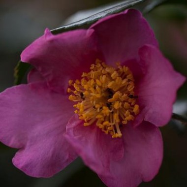 Camellia-winters-star--rachelgreenbelt--cc-by-nc-sa-2-0
