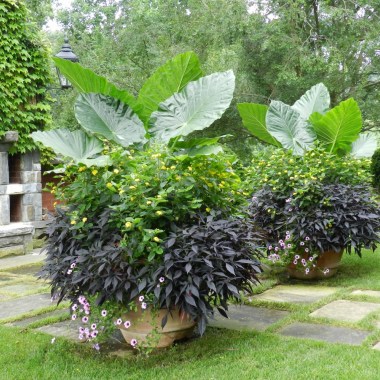 Colocasia-gigantea-Thailand-Giant-Lantana-Ipomoea-13