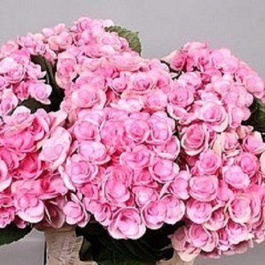 HYDRANGEA-BEAUTENSIA-PAPILLON-60cm--Wholesale-Dutch-Flowers-and-Florist-Supplies-UK