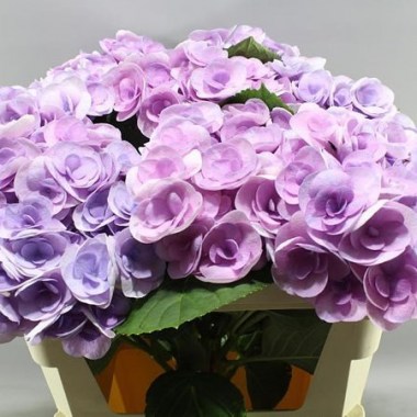 HYDRANGEA-BEAUTENSIA-PAPILLON-LAVENDER-60cm--Wholesale-Dutch-Flowers-and-Florist-Supplies-UK