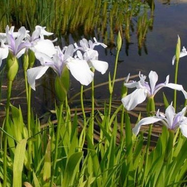 Iris-Snowdrift-or-Iris-laevigata-Snowdrift-Bog-Plant
