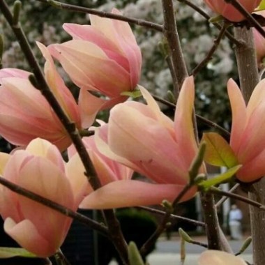 Magnolia-CORAL-LAKE-NIESPOTYKANY-KOLOR-KWIATOW