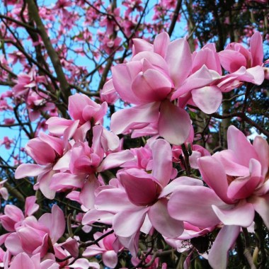 Magnolia-camp.-Charles-Raffill-Flower-2-1200x1289