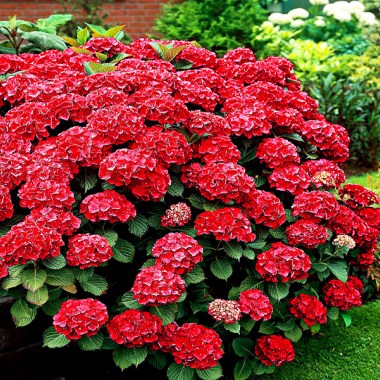 OGNISTA-HORTENSJA-OGRODOWA-HOT-RED-3-LETNIA-C2-Kolor-kwiatow-czerwone