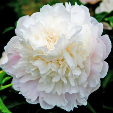 Peony-Camellia-White