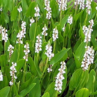 Pickerel-White-Rush-or-Pontederia-cordata-var.-alba-Bog-Plant