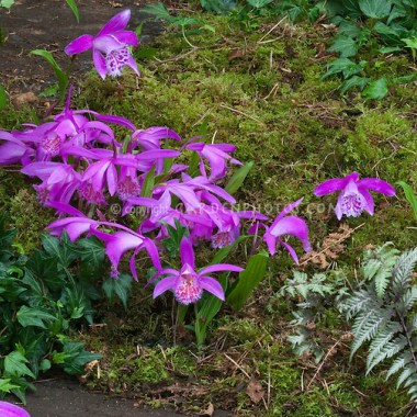 Pleione-formosanum-Orchid-in-Garden-24799