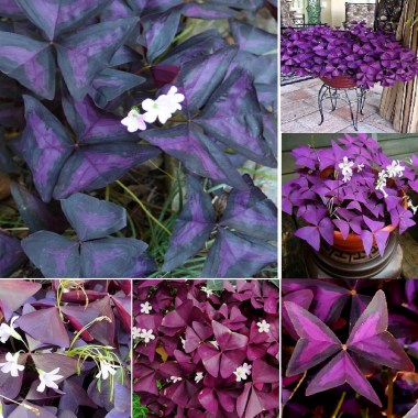 Purple-Oxalis-Triangularis-Seeds-Bonsai-Plant-Seeds-Ornamental7