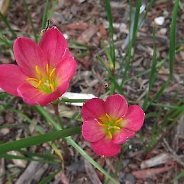 Rain-Lily-Zephyranthes-Katherinae-var-rubra-1-bulb-_1