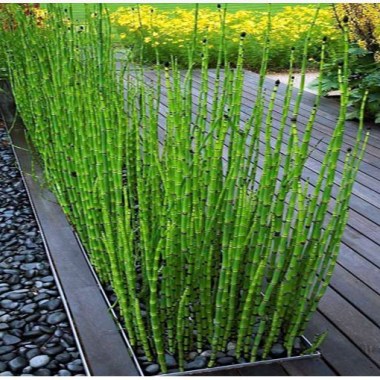Rush-Horsetail-or-Equisetum-hyemale-Bog-Plant