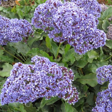 Sea-Lavender-Limonium-latifolium-Seeds_3_1024x1024