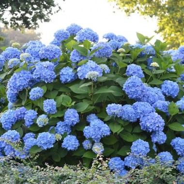 The_Original_Endless_Summer_Hydrangea_Shrub_with_Blue_Flowers__23001.1498935128-Cropped-compressor__88657.1506995407