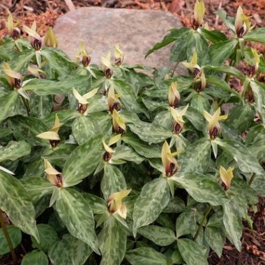 Trillium-lancifolium-Lancelot.i-6627.s-65739.r-1_1024x1024