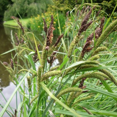 Turzyca-brzegowa-Carex-riparia-Sadzonki-1000szt-Rodzaj-rosliny-Przybrzezne