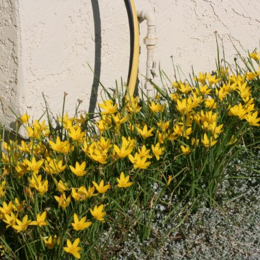 Zephranthes-yellow-4