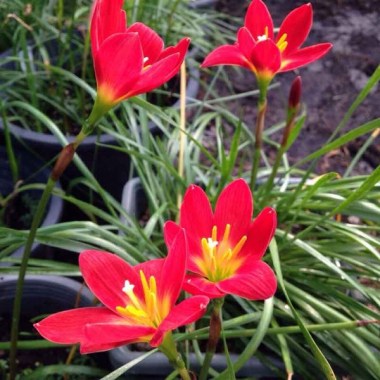 Zephyranthes-Jacala-Red-Rain-Lily-Jacala-Red-1-600x600