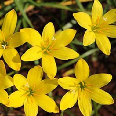 Zephyranthes_yellow-pic