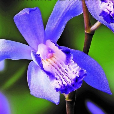 bletilla-hardy-orchid-striata-blue-dragon-i-25-p-bag-6018-en-G