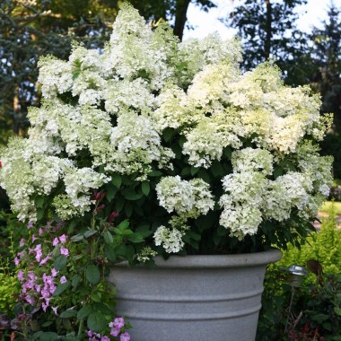 bobo_hydrangea_plant_in_a_container_24_detail