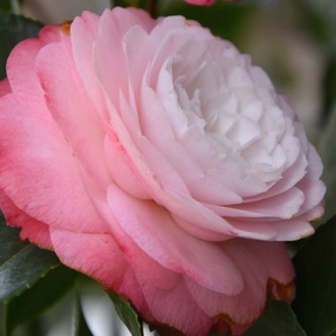 camellia-desire-1