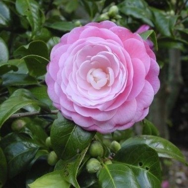 camellia-plant-400x533