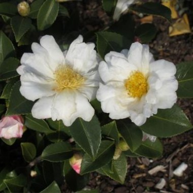 camellia_polar_ice_us_botanical_garden