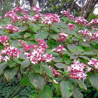 clerodendrum-trichotomum-purple-bla-kh-a-55-163.2