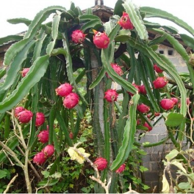 egrow-50-pcs-pack-pitaya-seeds-red-white-dragon-fruit-tree-seed-for-outdoor-courtyard-plants