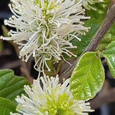 fothergilla-major-flowering-april