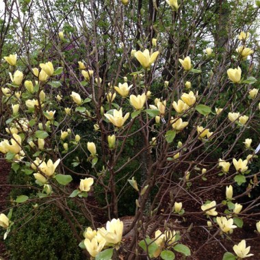 golden-gifts-magnolia