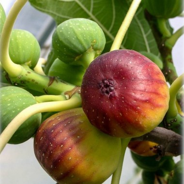 hardy-set-of-edible-plants-fig-pomegranate-strawberry-tree