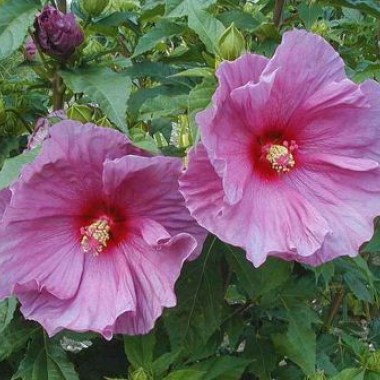 hibiscus-fantasiaMain