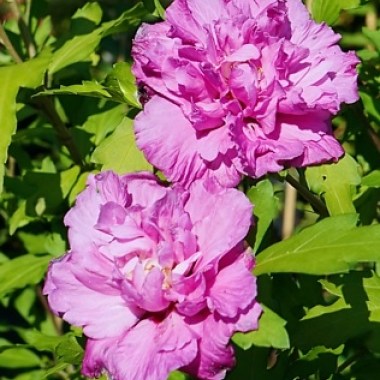 hibiscus-syriacus-french-cabaret-purple-mindouv5