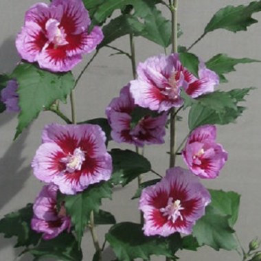 hibiscus_purple_pillar_rose_sharon_habit