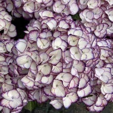 hydrangea-macrophylla-elfy-purple-h220910--2063-p