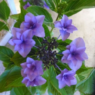 hydrangea-macrophylla-etoile-violette-l-d-agm-violet-star-779-p