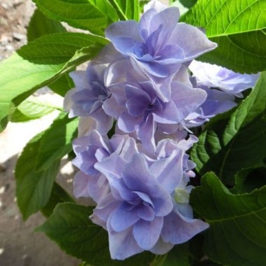 hydrangea-macrophylla-fleurine-blue-h218919-1694-p