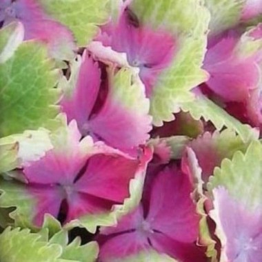 hydrangea-macrophylla-magical-spotlight-hortmaspoli-pink-1530-p
