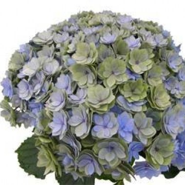hydrangea-macrophylla-you--me-together-classic