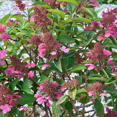 hydrangea-paniculata-couhaprim-prim-red-01